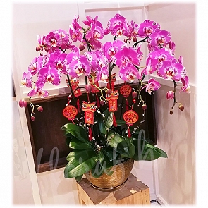 COR8   蘭花展上榮獲全場總冠軍蝴蝶蘭 - 藏寶圖蘭花  COR8   蘭花展上榮獲全場總冠軍蝴蝶蘭 - 藏寶圖蘭花